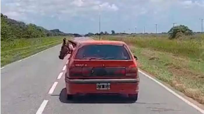 Un hombre circuló por la ruta con un caballo dentro de su Renault 19