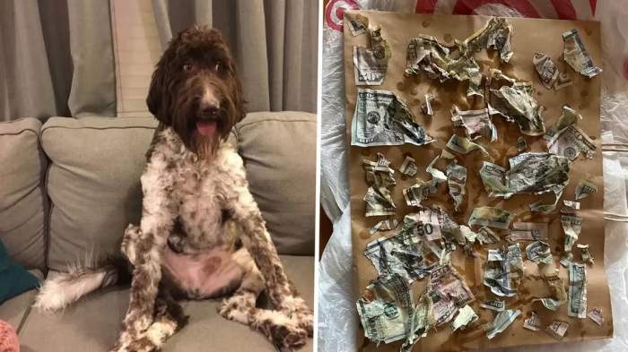 La comida más cara: un perro se comió 4000 dólares en efectivo y shockeó a sus dueños