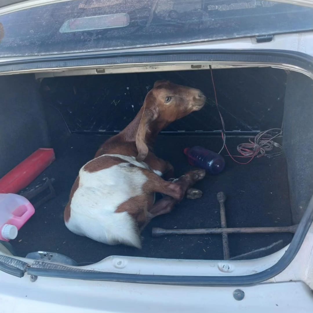 San Martín: en control vial secuestraron un animal que era transportado en el baúl de un automóvil