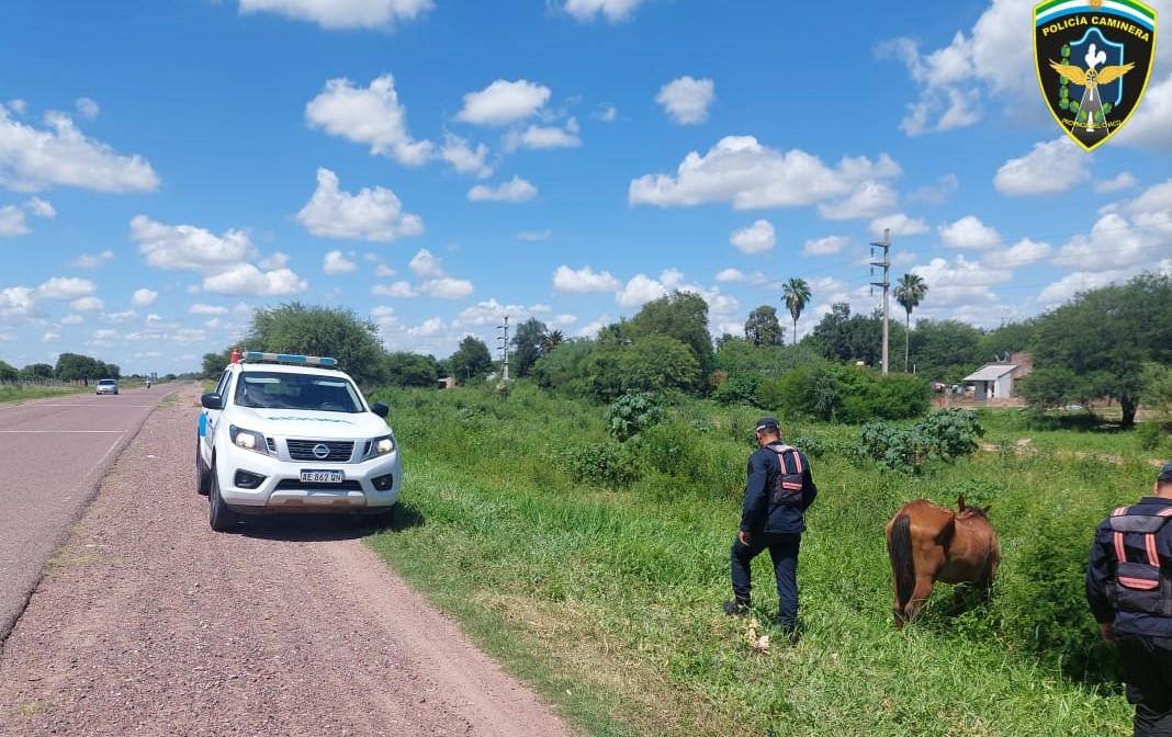 En controles preventivos secuestran un arma de fuego y un equino