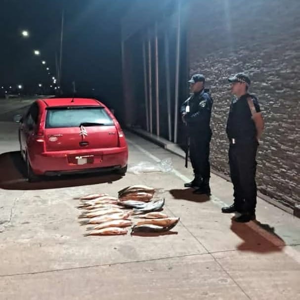 Recuperaron una moto robada, secuestraron pescados de contrabando e intervinieron carga forestal