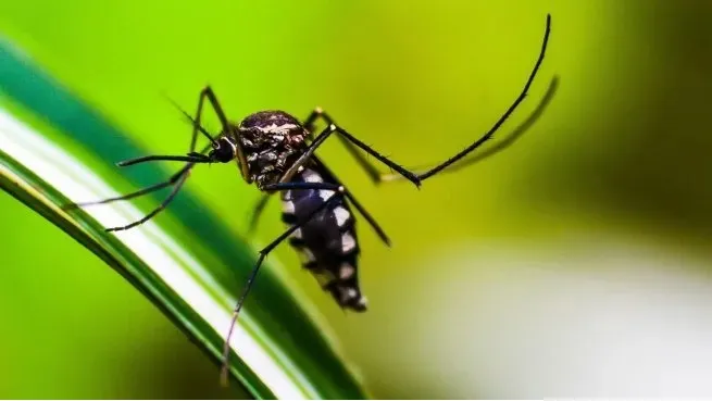 Siguen aumentando los casos de dengue en el país: cuáles son los síntomas y cómo prevenirlo