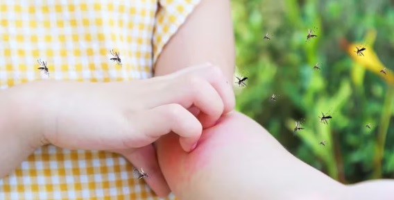 Cinco enfermedades tropicales con consecuencias devastadoras sobre las que advirtió la OMS y preocupan en la Argentina