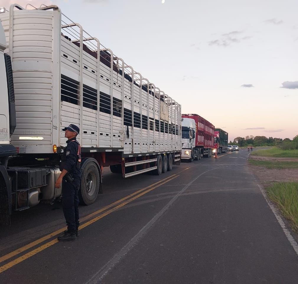 San Martín: Policía Caminera secuestro 255 animales bovinos con anomalías en la documentación