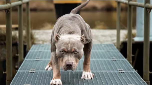 Misiones: una mujer en situación de calle murió tras ser atacada por tres perros pitbull