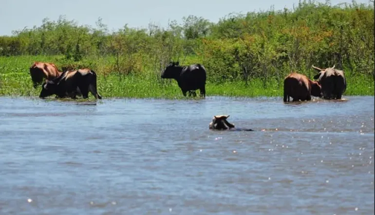Desapareció al caer al agua cuando trasladaba ganado en un riacho del interior de Corrientes