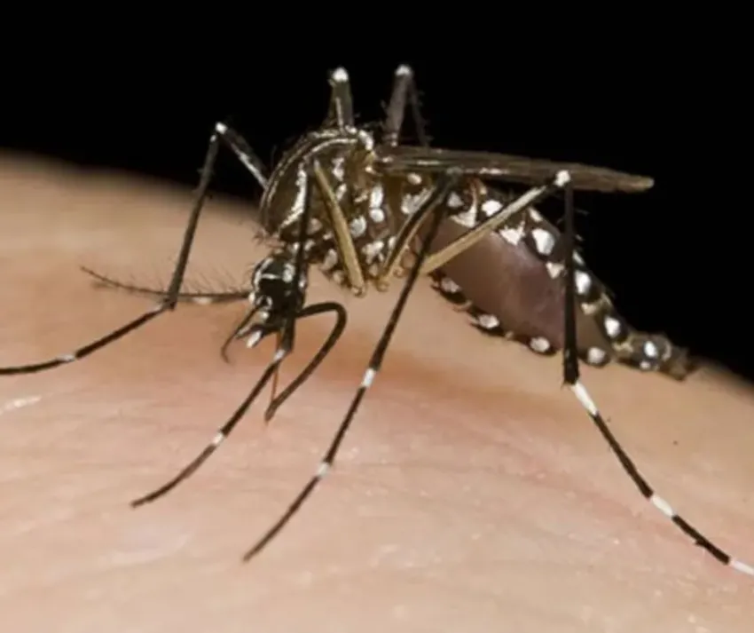 Alarmante: Chaco es la provincia con más casos registrados de dengue en todo el país