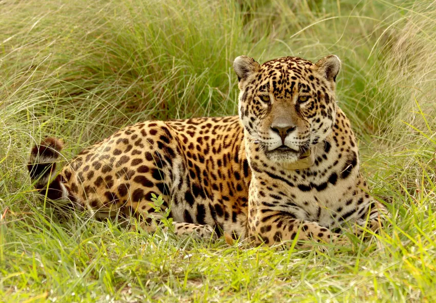 El monte chaqueño vuelve a tener hembras de yaguareté después de 30 años