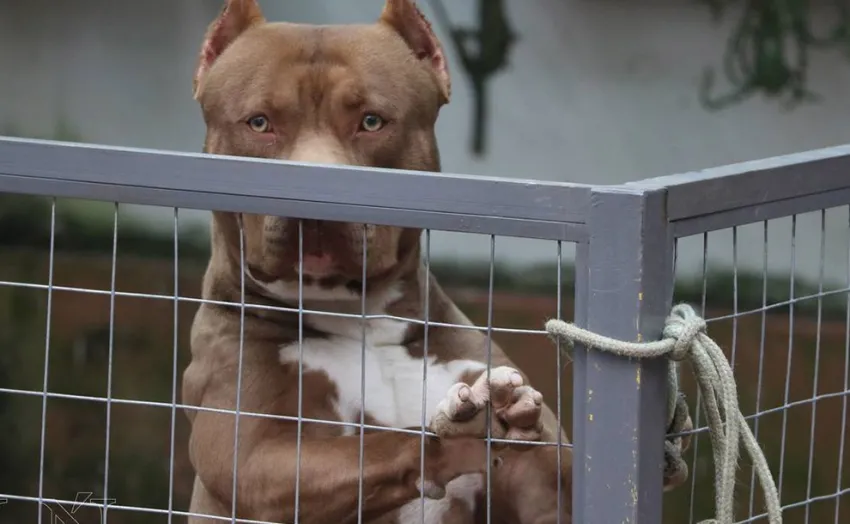 Dramático: una jubilada fue atacada por cinco pitbulls mientras caminaba por la calle