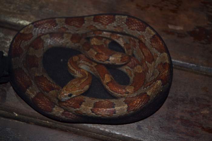 Santo Tomé: llevaba serpientes, arañas y ciempiés en valijas