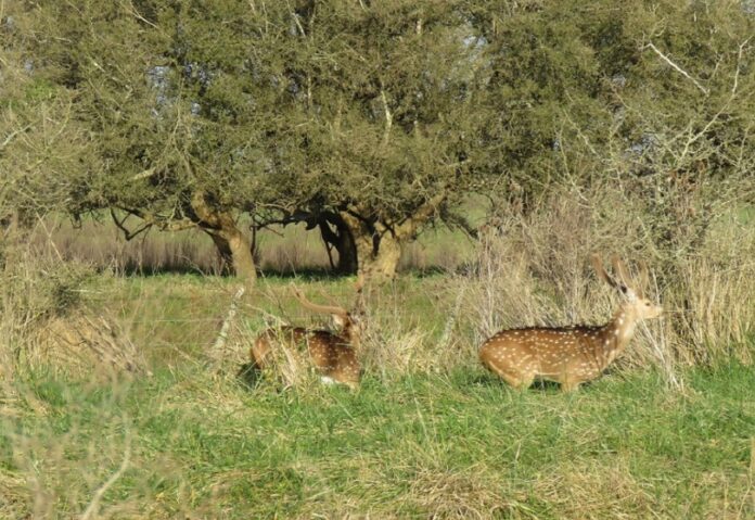 CECOAL: Realizan un relevamiento de especies invasoras en Chaco y Corrientes