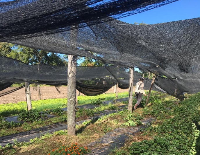 Con un observatorio, buscan profundizar el conocimiento sobre el trabajo rural en el NEA