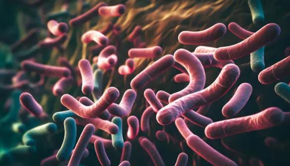 Alarma en Japón por una misteriosa bacteria estreptocócica que provoca graves infecciones