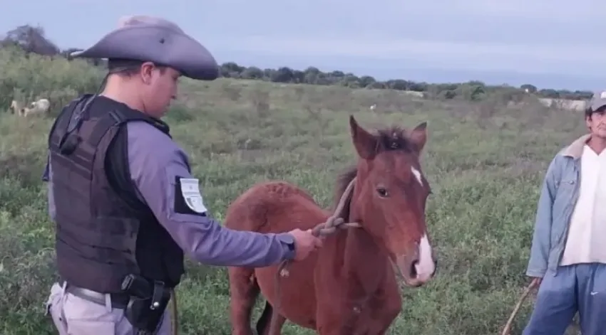 Buscan a dos sujetos que robaron dos caballos y faenaron a uno de ellos