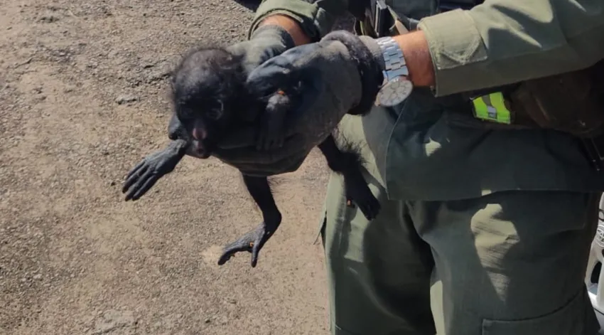 Rescataron a un mono carayá en un control de seguridad vial en Chaco