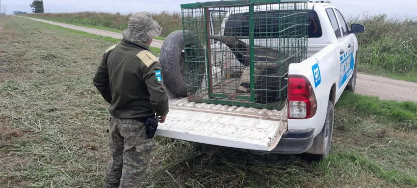 La Policía Rural rescató a un oso hormiguero herido