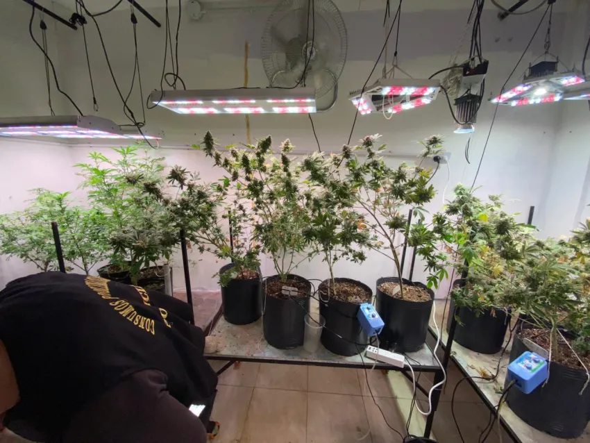 Tenían piezas adaptadas para el cultivo de marihuana en sus casas en Resistencia y la Policía los detuvo
