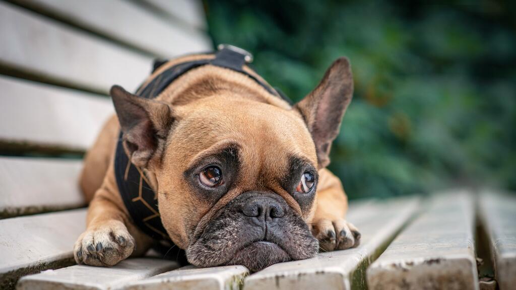 Cómo saber si mi perro está triste: síntomas de la depresión y qué hacer
