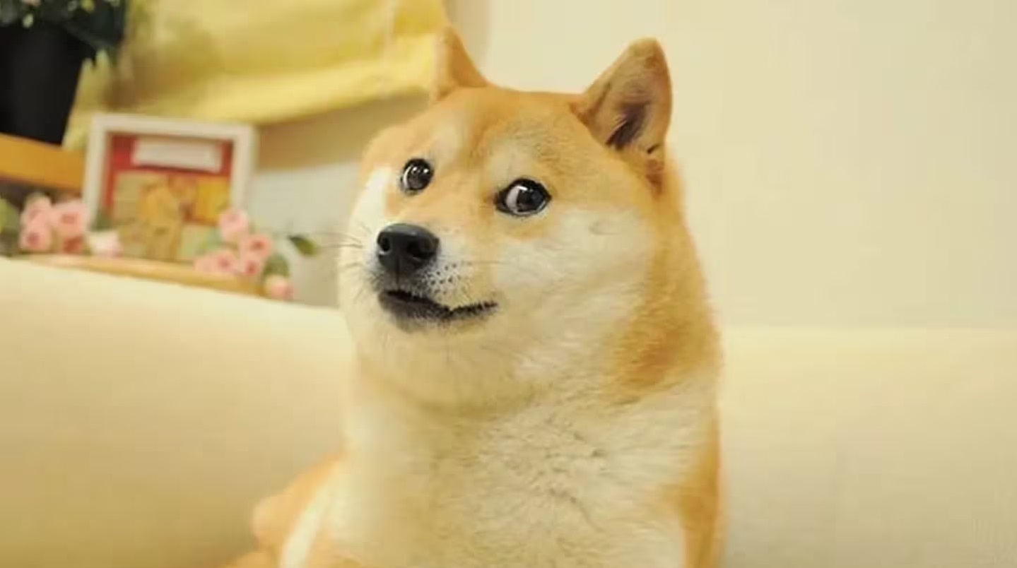 Murió Kabosu, la perrita japonesa de los memes virales que inspiró la criptomoneda Dogecoin
