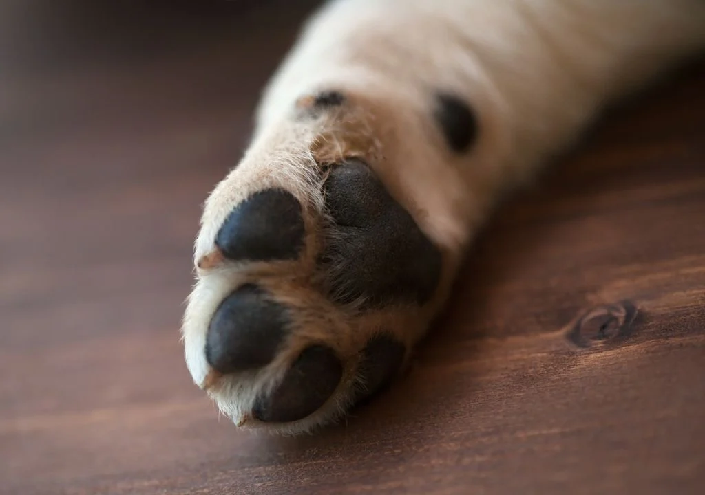 ¿Por qué casi todos los mamíferos tienen cinco dedos… y no tres o siete?