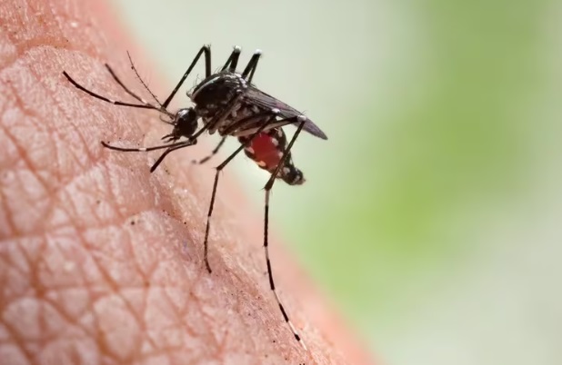 Revolución acuática contra el dengue: peces y camarones le dan batalla a los mosquitos