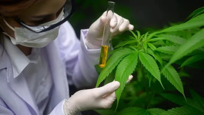Cannabis medicinal: el Gobierno realizó cambios y puso más requisitos
