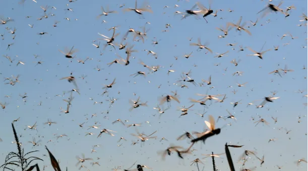 Registran impresionante invasión de langostas en Córdoba