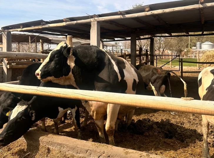 Empleado murió al ser embestido por un toro en un tambo de Caucete