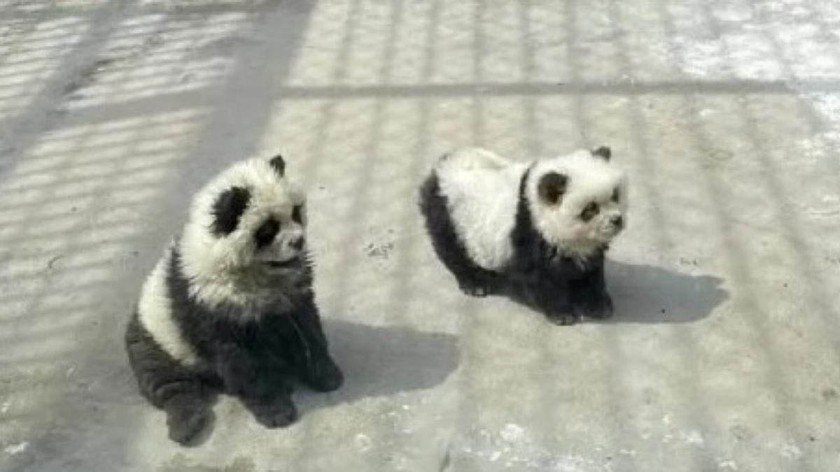 (Video) – En un zoológico pintaron perros para hacerlos pasar por osos panda: el video que los dejó en evidencia