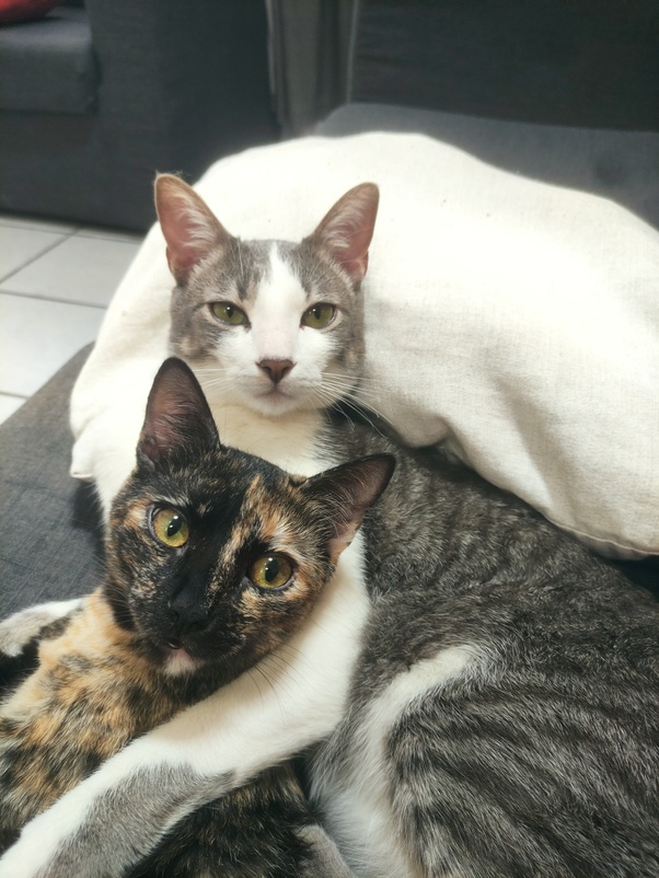 ¿Los gatos tienen sentimientos aparte de instintos?