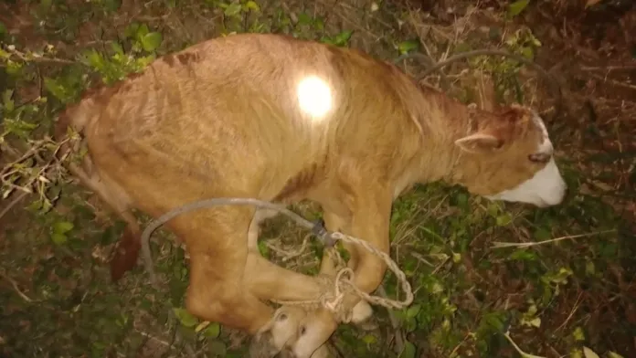 Arrojó un ternero vivo desde su auto e intentó escapar: lo detuvieron