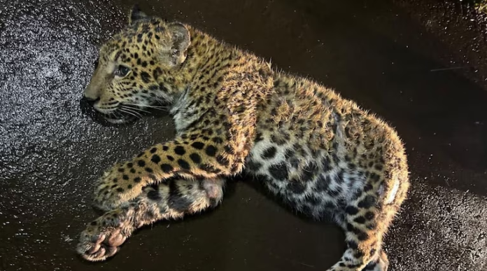 Atropellaron a una cachorra de yaguareté en Misiones: ofrecerán una recompensa a quien aporte datos del responsable