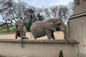 Murió Kuky, la elefanta del ex zoológico porteño que esperaba su traslado al santuario de Brasil