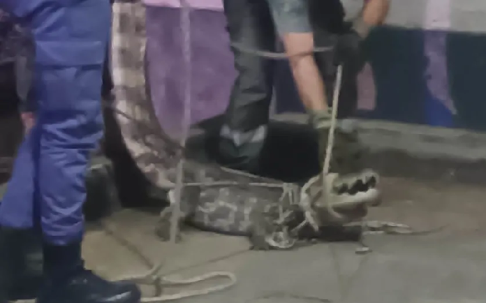 Sáenz Peña: bomberos rescataron a un yacaré que estaba en una estación de servicio