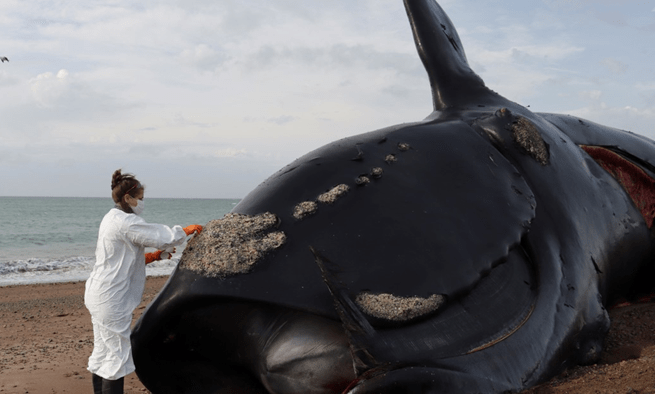 Hallaron 21 ballenas muertas en Península Valdés: ya suman 71 en lo que va del año