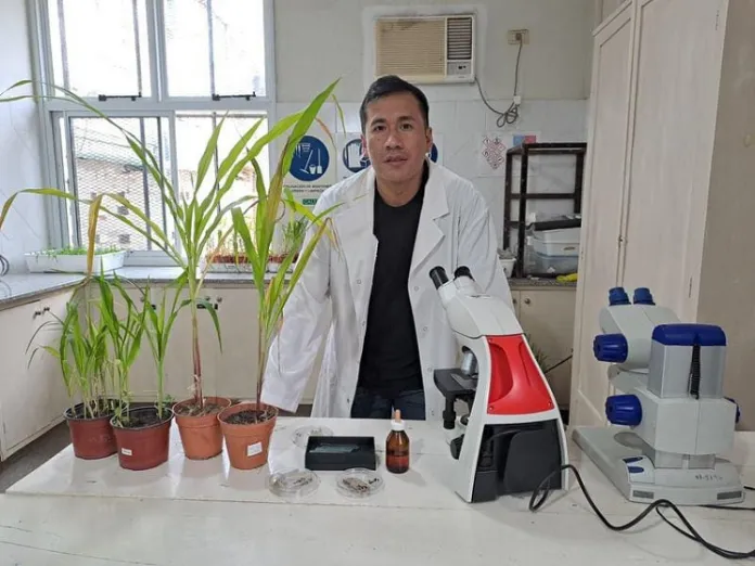 Becario identifica causante del tizón foliar del maíz en campos de Chaco y Corrientes