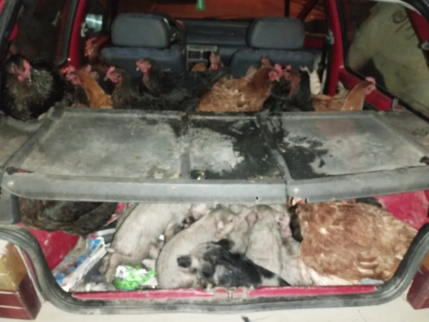 Insólito: llevaba 32 gallinas y 9 porcinos vivos en el baúl del auto