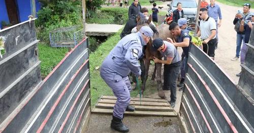 La guardia urbana municipal rescató a un caballo que sufría maltrato