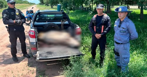 Caminera recupera una moto e interviene el traslado de un animal vacuno