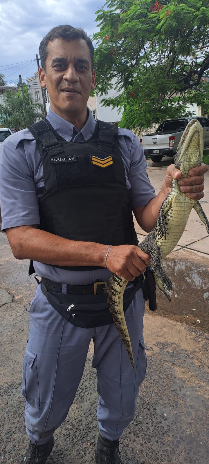 Policias rescataron a un yacaré que circulaba por la calle tras las inclemencias