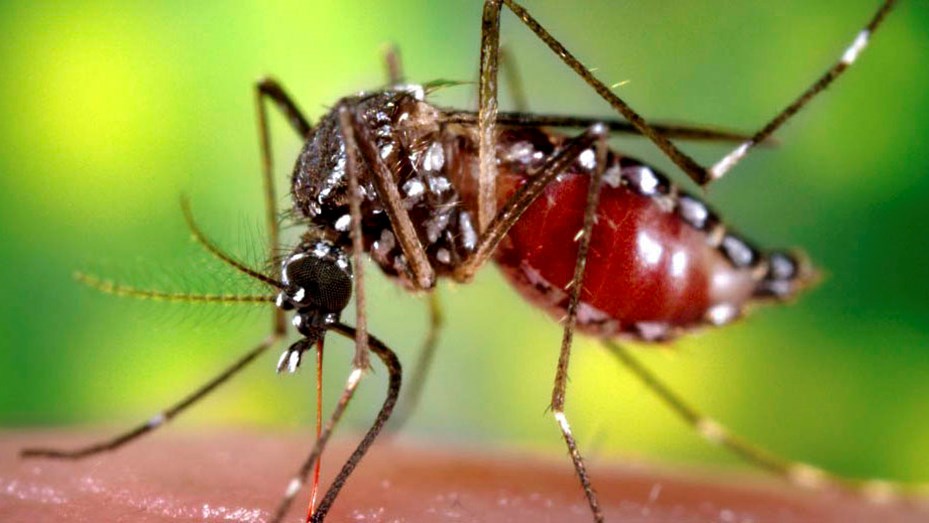 El Gobierno Nacional destacó que los casos de dengue están por debajo del mismo período del año anterior
