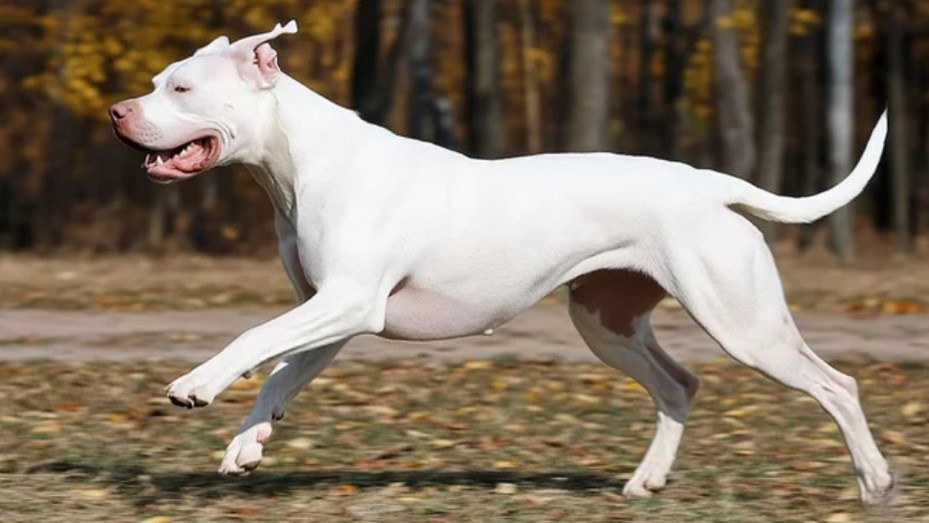 Una jubilada de 70 años fue atacada por un dogo en Bahía Blanca