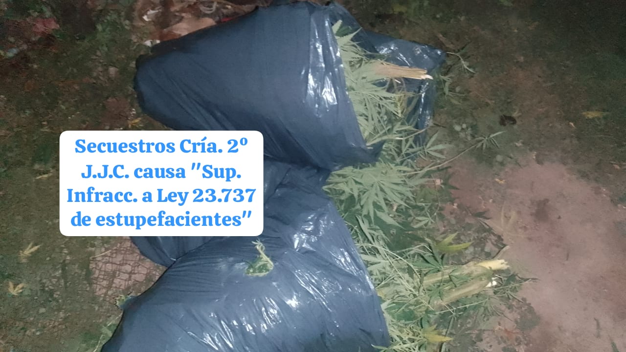 Secuestran 14 plantas de marihuana en la casa de una mujer de 71 años en el barrio San Martín