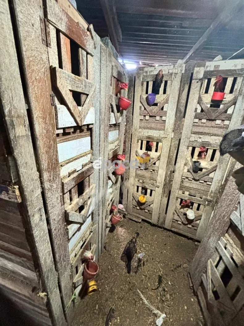 Corrientes: en otro allanamiento, volvieron a encontrar aves y elementos relacionados con riñas ilegales