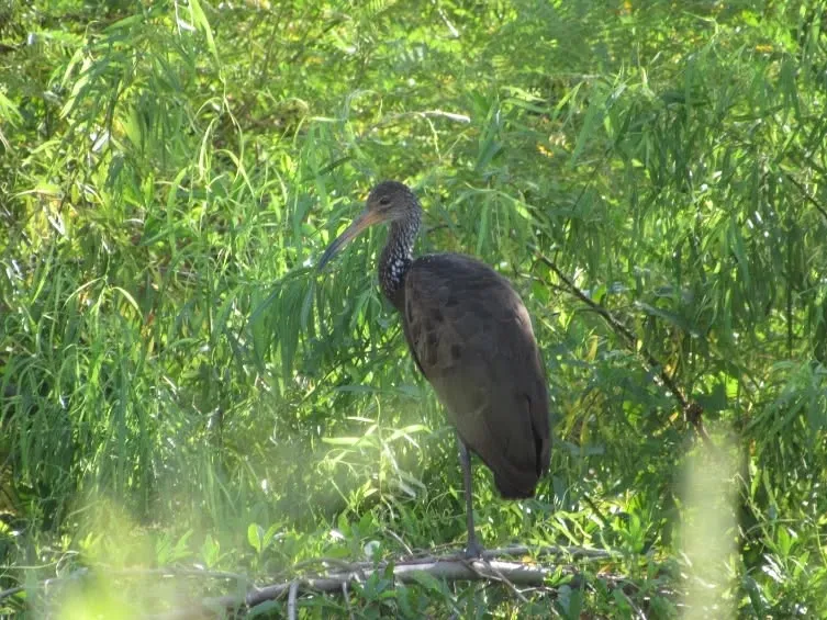El Parque Nacional El Impenetrable participó del primer Censo Neotropical de Aves Acuáticas