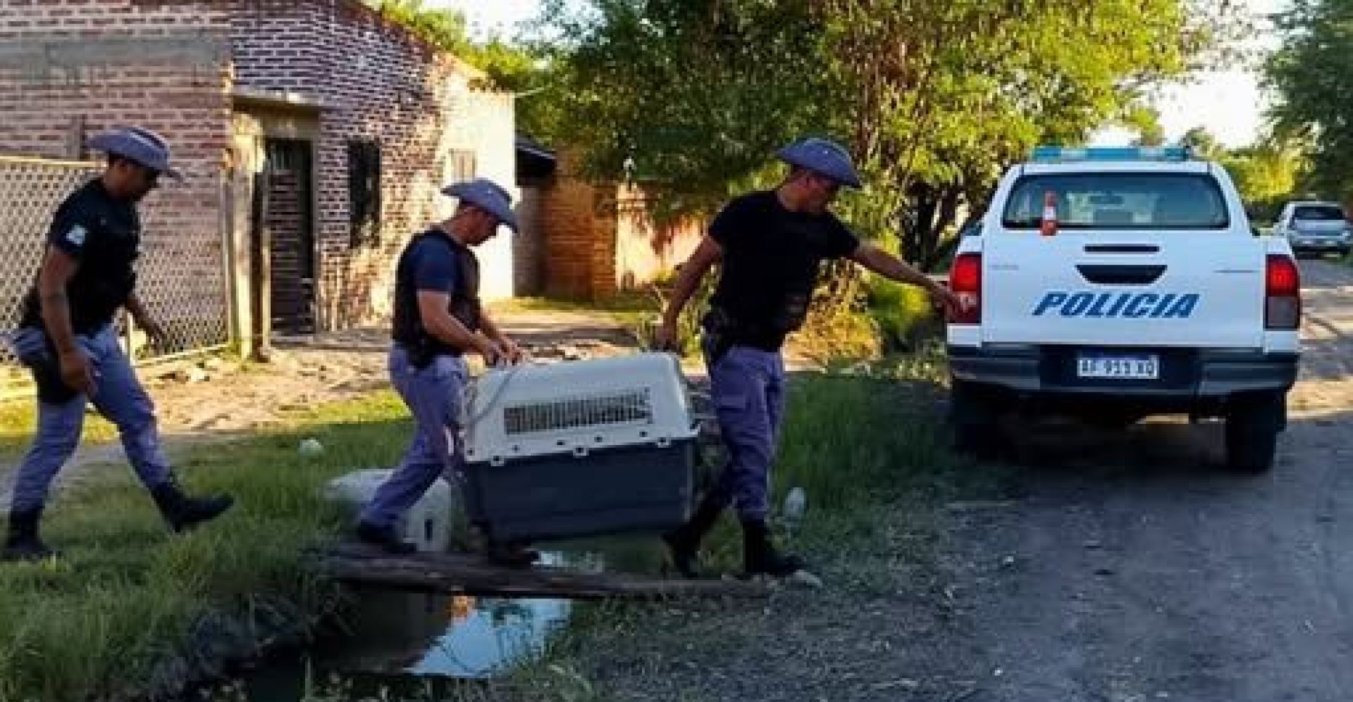 Tres perros fueron rescatados en estado abandono y deshidratación