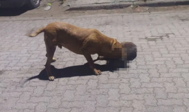 Chubut: Denuncian que un pitbull mató 9 mascotas y mordió a 3 vecinos