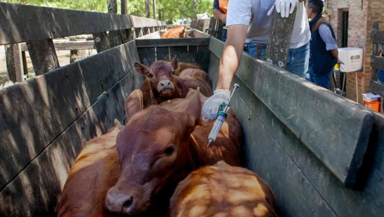Desde el 20 de marzo, vacunan contra la fiebre aftosa en el Chaco