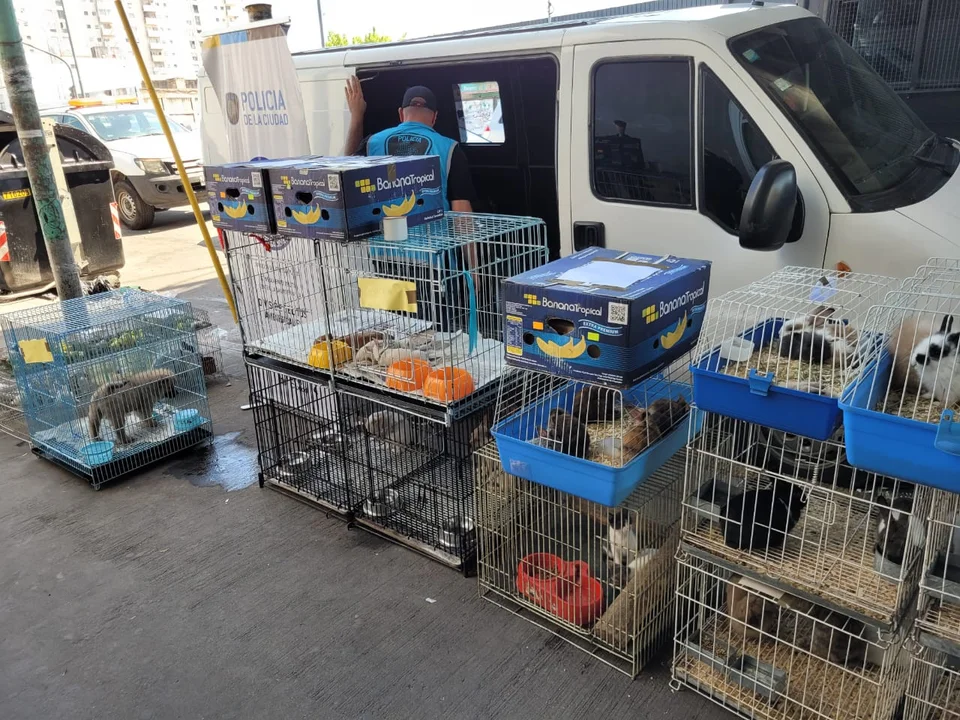 Maltrato y comercio ilegal en una feria de Pompeya: rescataron más de 150 animales