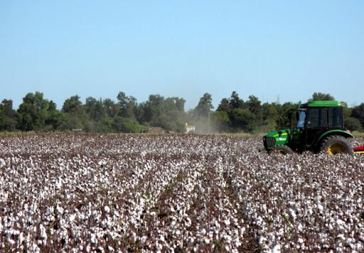 Campaña Algodonera: más de 415 millones recibieron este martes los productores